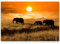 Paul Sinus Art Elefantenfamilie bei Sonnenuntergang - Leinwandbild 120x80cm