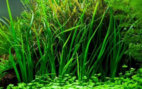 AquaOne Aquarium Pflanze Cyperus helferi I Wasserpflanze Aquariumpflanze Ausläufer voll durchwurzelt einfach pflegeleicht Aquascaping Dekoration