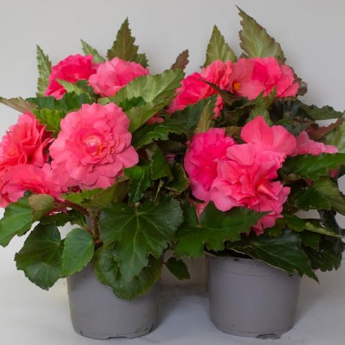 4 x Begonia Non Stop Plants - Bedding Plants Great Flowers for Garden & Hanging Basket – begonias Supplied in 13cm Pot (Pink)