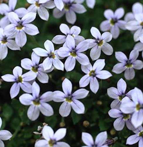 Pratia pedunculata 9 cm Topf – Winterhart, Mehrjährig & Pflegeleicht – Isotoma – Bodendecker für Beet & Steingarten