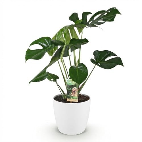 Green boutiQ - Zimmerpflanzen - Monstera Deliciosa - Fensterblatt - Pflegeleicht - Grün - 1 Pflanze - mit Potter Weiß - Topf 21cm - Höhe 70-80cm