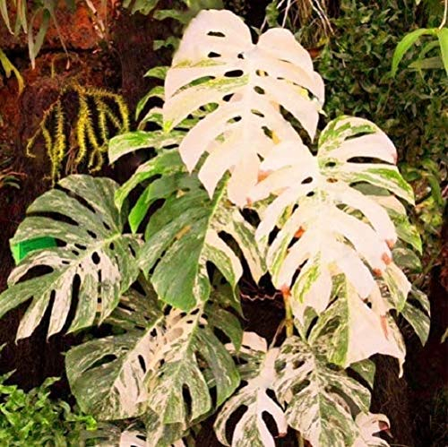 Portal Cool 100: 100 Semi Palma Turtle Foglie Monstera Variegato arboree Rare Colore Misto
