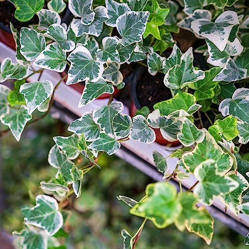300 Piezas Semillas De Hiedra Perenne, Enredaderas De Hiedra, Enredaderas De Hiedra Plantas Trepadoras Resistentes, Plantas Decorativas (Hedera Nepalensis) Plantas De Balcón, Semillas