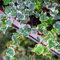 300 Piezas Semillas De Hiedra Perenne, Enredaderas De Hiedra, Enredaderas De Hiedra Plantas Trepadoras Resistentes, Plantas Decorativas (Hedera Nepalensis) Plantas De Balcón, Semillas