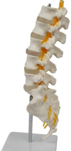 Asyduey Teaching Equipment Model 5-Segment Lumbar Spine with Sacral Accessory Orthopedic Teaching Display Teaching Aids Easy Install