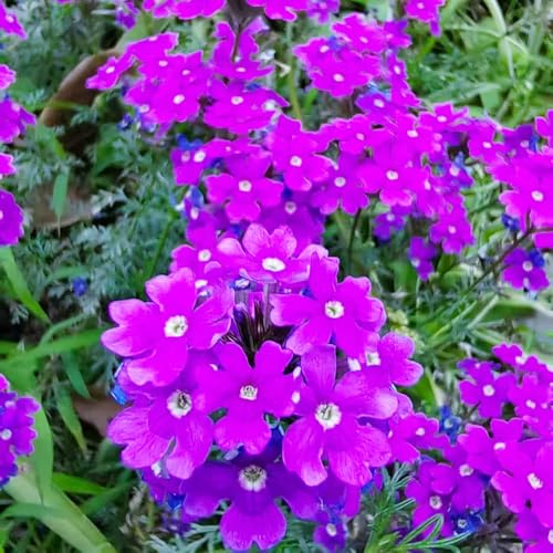 verbena ibrida facile coltivare resistenti balcone crescita sul per 150semi