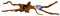 Superfish Natürliches Spinnenholz, Größe XL (50-60 cm)