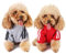 Hundepulli für Kleine Hunde, Hunde Hoodie Pet Puppy Katze Niedlicher Baumwoll Warm Hoodies Coat Pullover