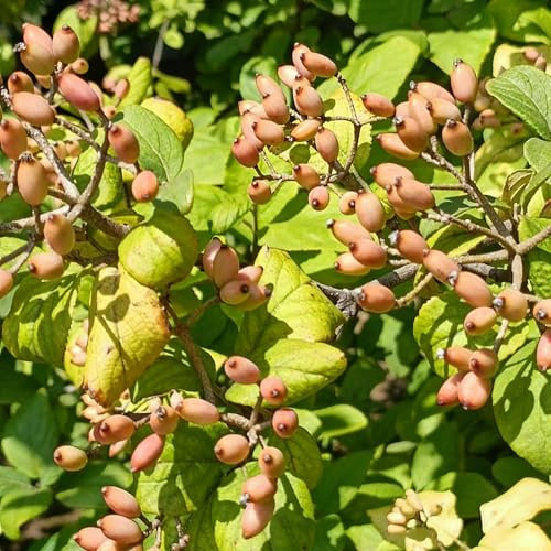 150 Pc Semi Di Pistacchio Da Piantare, Albero Di Pistacchio, Noci, Semi Di Bonsai, Piantare Alberi, Pistacia Vera, Decorazione Autunnale, Alberi Bonzai Bonsai Albero Colonnare Frutto