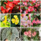 100 pcs eisbegonien samen begonia, blumen, pflanze begonie samen winterharte stauden für pralle sonne, blumen garten pflanzen garten, blumengarten wildblumenwiese saatgut mehrjährig,