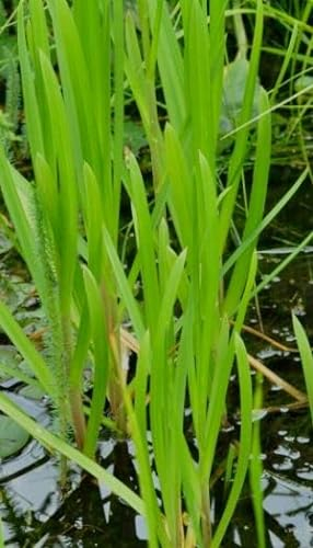 8 Pflanzen Wasserschwaden, starke Wasserreinigung ideal für kleine Teiche, Schwimmteiche, Filterpflanze Teichpflanze Teichpflanzen winterhart