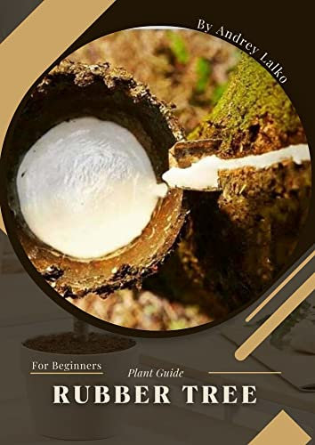 rubber tree: Plant Guide