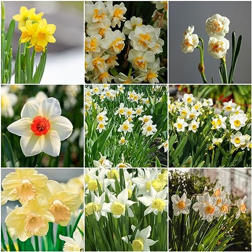 8 pcs osterglocken narzissen zwiebeln winterhart - blumenzwiebeln frühblüher blumendeko narzissenzwiebeln,Narcissus frühlingsblüher zwiebeln bienenweide winterharte balkonpflanzen