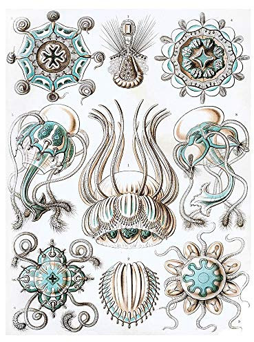Wee Blue Coo Nature Ernst Haeckel Jellyfish Biology Germany Vintage Art Print Poster Wall Decor Kunstdruck Poster Wand-Dekor-12X16 Zoll