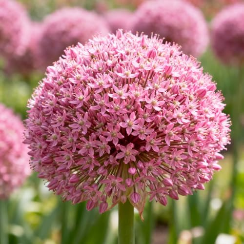 Allium, rizomi di Allium resistenti, rizomi perenni da giardino, piantagioni di Allium rari da giardino-6 rizomi-D