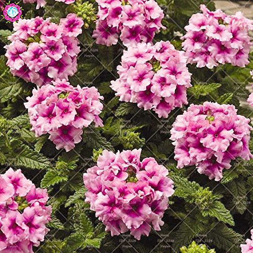 Shopmeeko 50pcs mehrjährige Pflanze Verbene Pflanze Verbena Hortensis hybrida seltene Bonsai Blumen Pflanze Indoor Balkon Topfblume für Garten: 6