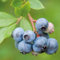 Thompson & Morgan Blueberry Fruit Bush ‘Duke’ Outdoor Plant for Patios or Kitchen Gardens Producing Summer Berries & Colourful Seasonal Foliage (2 x 3 Litre Pots, Blueberry 'Duke')