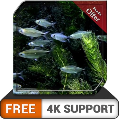 Pecera pequeña gratis HD: pequeño y hermoso acuario de peces en su televisor HDR 4K, televisor 8K y dispositivos de fuego como fondo de pantalla, decoración para las vacaciones de Navidad, tema para l