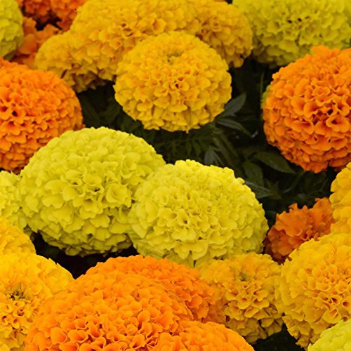 Marigold Seeds - Taishan Series - Mix - 25 Seed Packet - Tagetes erecta - Non-GMO, Open Pollinated - Flower Gardening