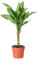 Planta Natural de Tronco de Brasil Planta Elegante y Fácil de Cuidar