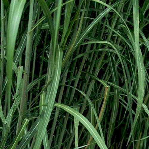 6er-Set Imposantes Riesengras - Miscanthus Floridulus 'Giganteus': Gigantische Schönheit im 9x9cm Topf.