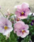 Frische, neue 100 Stück rosa Stiefmütterchen-Blumensamen