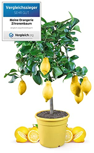 Meine Orangerie Citronnier Mezzo - Véritable agrumes - 80 à 100 cm - Citron raffiné dans un pot de 6,5 l - Citrus Limon - Citrus Citrus Arbres - Plante fruitée de qualité jardinier