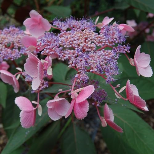 Hydrangea aspera 'Hot Chocolate' - Lacecap Blooms, Unique Chocolate Foliage, Hardy Shrub for Borders - 1x 9cm Potted Plant by Thompson & Morgan