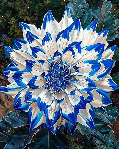 2zwiebeln-Dahlienzwiebeln, Dahlien Knollen，Winterhart MehrjäHrig,Blumenzwiebeln, Winterhart， Stauden, Blumenzwiebeln, GroßE Blumen，Dahlien Knollen Winterhart-C