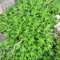 semillas resistentes de plantas de sedum, semillas de sedum, maceta, crecimiento rápido Cultivo de semillas, fácil de plantar. bancales elevados para jardín, plantas decorativas 500pcs