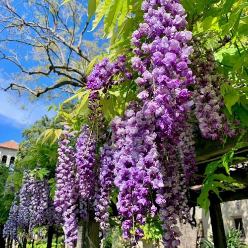 blauregensamen Wisteria sinensis exotische bio grünpflanzen blauregen minigarten sträucher winterhart blühend blumenbeet büropflanzen garten baumsamen bonsai blumensamen gastgeschenk 80samen
