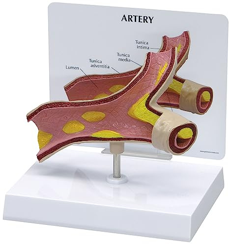 GPI Anatomicals 2600 Arterie Modell