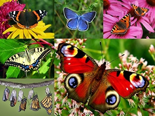 Edition Colibri Postkarten-Set Tiere: SCHMETTERLINGE (6 Postkarten) - ideal für Sammler und Postcrossing