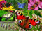 Edition Colibri Postkarten-Set Tiere: SCHMETTERLINGE (6 Postkarten) - ideal für Sammler und Postcrossing