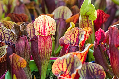 Pitcher Plant 20 Seeds - Mixed Varieties. Sarracenia Mixed Seeds