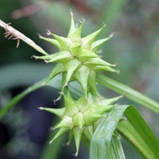 Morgenstern Segge - Carex grayi - winterhartes Ziergras mit schönem Fruchtstand