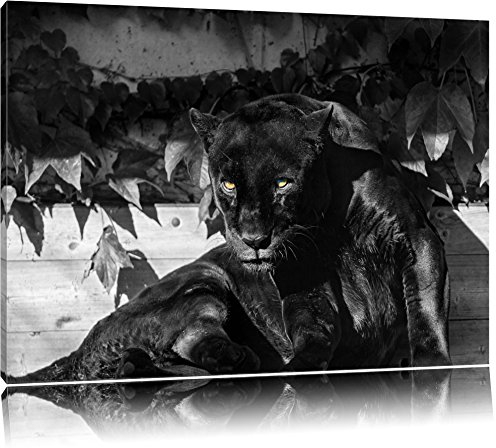 Pixxprint schwarzer Panther B&W, Größe: 100x70cm, Leinwandbild, fertig gespannt, Wandbild, Dekoration, Kunstdruck, kein Poster