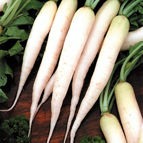 (50) japonais Daikon - Graines Radis daikon