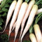 (50) japonais Daikon - Graines Radis daikon