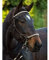 Barefoot Seneca Reithalfter (1 Vollblut)