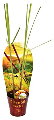 Exotenherz - Zitronengras, Cymbopogon citratus, 12cm Topf
