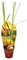 Exotenherz - Zitronengras, Cymbopogon citratus, 12cm Topf