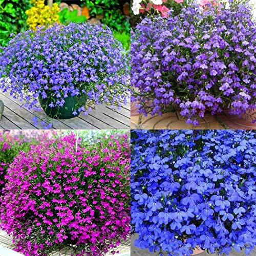 Portal Cool Tangutica: 7 verschiedene Sorten Clematis da Scegliere mit 20, 100, 200, 1000 oder 2000+ Hälften