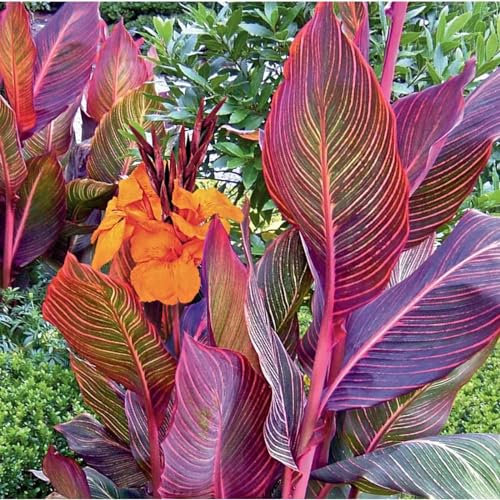 Canna Bulbs-Canna Lily Bulbs for Planting Now UK,Canna Lily Plants UK,Wedding Flowers,Garden Flowers,Ornamental Flowers,Hardy Perennial-2bulbs-b