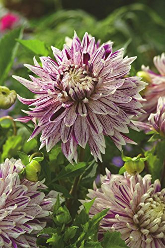 Dahlia, Dahlien, Georginen Avignon - Blumenzwiebel/Knolle/Wurzel