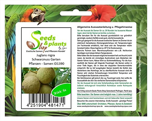 Pieces - 6 x Juglans Nigra Black Nut Garden Plants - Seeds Plants Shop Seed Bench Pullingen Patrik Ipsa
