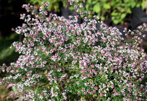Aster lateriflorus 'Prince' 11x11 cm Topf – Winterhart, Mehrjährig, Pflegeleicht – Herbstaster – Staude für Beet & Rabatte