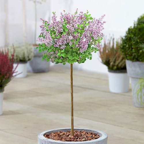 Syringa Dark Purple - Repeat Flowering Lilac Tree - Potted Ornamental Patio Trees - Ideal for Small Gardens, Patios and Pathways - Purple Flowers and Vibrant Foliage Leaves (70-80cm Incl. Pot)