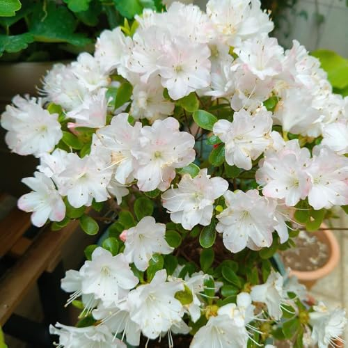 400 pcs rhododendron winterhart samen, hochbeet samen, winterharte balkonpflanzen azalee samen - Rhododendron simsii - gartenblumen, winterharte pflanzen biosaatgut, kübelpflanzen