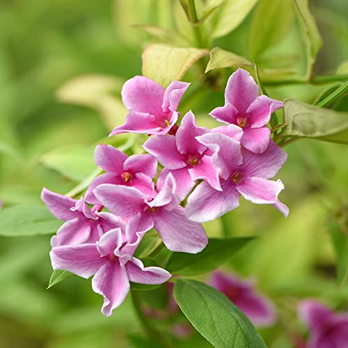 Jasminum Starry Starry Summer Scent | Deciduous Climbing Outdoor Plant in 9cm Pot | Twining Shrub with Pink and White Flowers | Garden Ready Plant for Walls Fences Trellis (15-30cm Incl. Pot)